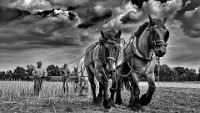 199 - LE RETOUR - BEAURAIN ALAIN - france <div
